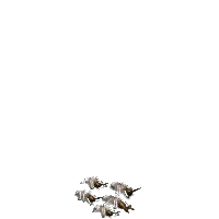 白螞蟻群 的普卡